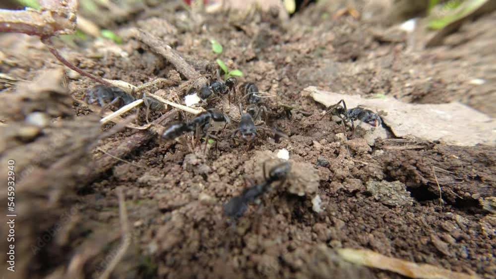Black Ant carries the breadcrumbs to its nest in the ground Black Ant carries the breadcrumbs to its nest in the ground