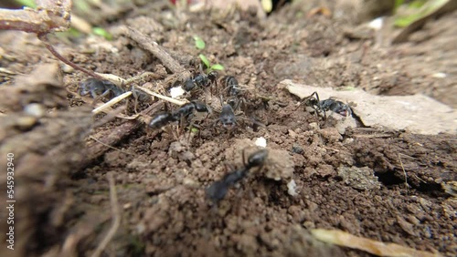 Wallpaper Mural Black Ant carries the breadcrumbs to its nest in the ground Torontodigital.ca