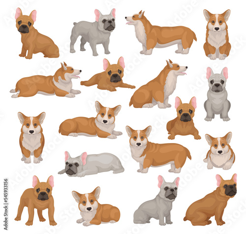 Welsh corgi and English bulldog set. Cute pet animals in different poses cartoon vector