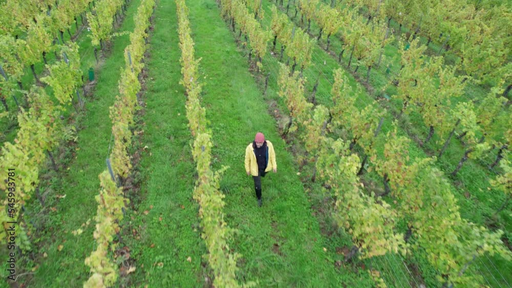 A farmer checks the plants in the vineyard after the grapes are harvested. A farmer checks the plants in the vineyard after the grapes are harvested.