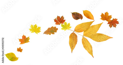 Autumn Leaves Background