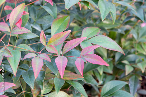Slika na platnu Sacred bamboo obsessed (Nandina domestica 'Obsessed')