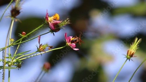 Campsomeris annulata, scoliid wasp, Campsomerini, Yellow Jacket Wasp, Yellow Wasp perched on Flower photo