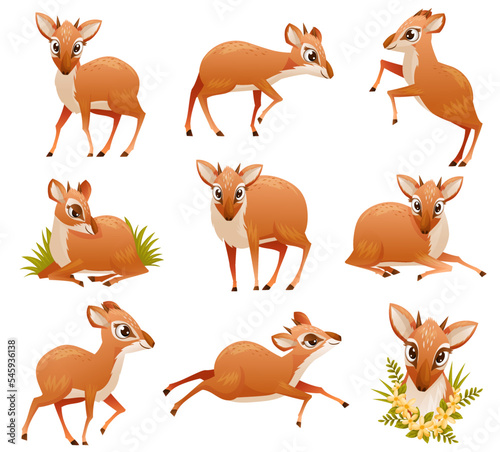 Brown Dik-dik as African Small Antelope with Horns in Different Pose Vector Set photo