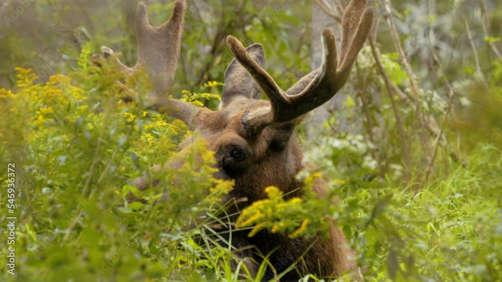 Young bull moose laying in tall grass closeup shot in slow motion Young bull moose laying in tall grass closeup shot in slow motion