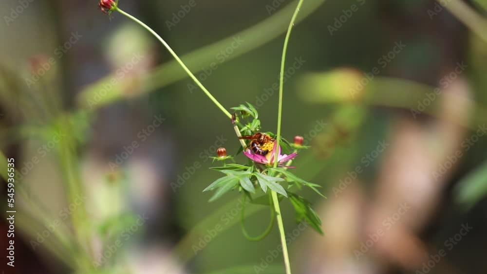 Campsomeris annulata, scoliid wasp, Campsomerini, Yellow Jacket Wasp, Yellow Wasp perched on Flower Campsomeris annulata, scoliid wasp, Campsomerini, Yellow Jacket Wasp, Yellow Wasp perched on Flower