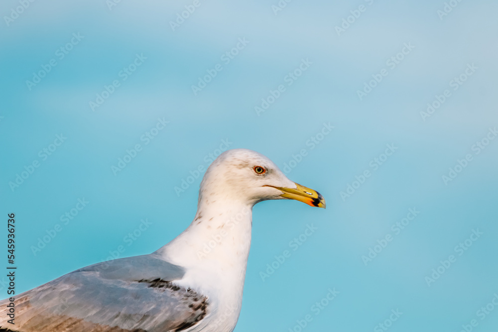 portrait of a Larus argentatus (binomial name) , European herring gull,seagull