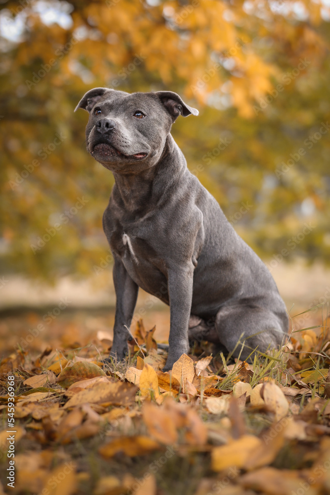 Sitting Blue Staffy in Autumn Park. Cute English Staffordshire Bull Terrier in Autumnal Nature.