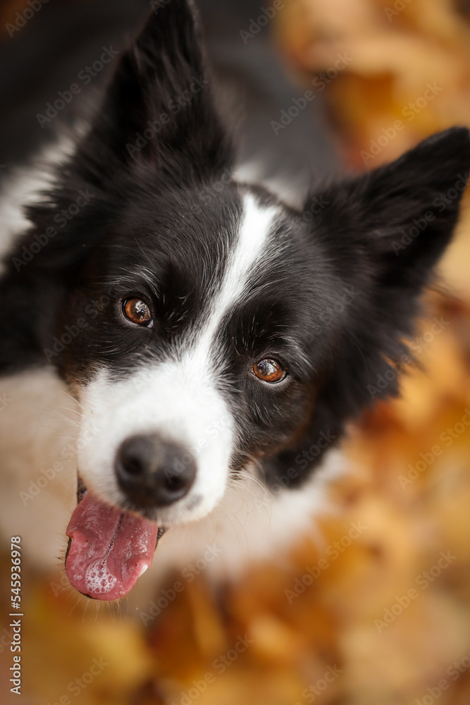 Top View Closeup of Happy Border Collie with Tongue Out during Autumn. Cute Vertical Portrait of Black and White Dog in Fall Season.