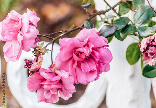 Camellia japonica (binomial name), common camellia or Japanese camellia flowers
