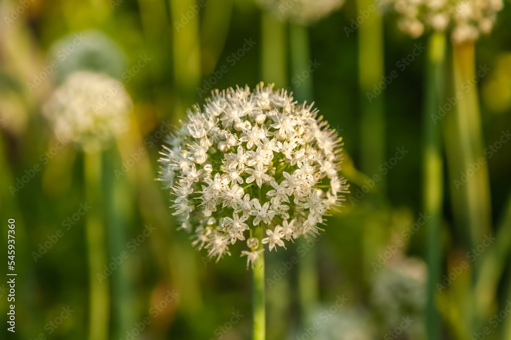 Garlic flowers close-up on the background of greenery in summer Garlic flowers close-up on the background of greenery in summer