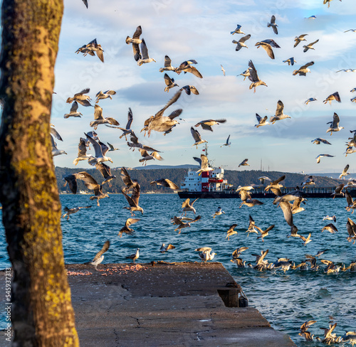 a flock of gulls or seagulls perched on the dock and flying