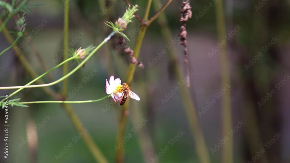 Campsomeris annulata, scoliid wasp, Campsomerini, Yellow Jacket Wasp, Yellow Wasp perched on Flower Campsomeris annulata, scoliid wasp, Campsomerini, Yellow Jacket Wasp, Yellow Wasp perched on Flower