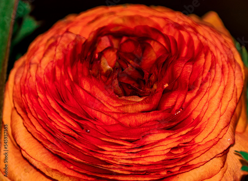 close up of the orange Ranunculus asiaticus(binomial name), the Persian buttercup