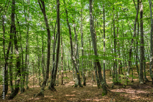 Beautiful forest landscape from Fusea in Friuli Venezia Giulia, Italy © ILLYA