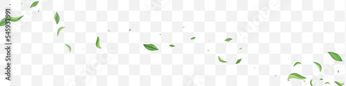 Green Leaves Spring Vector Transparent Panoramic