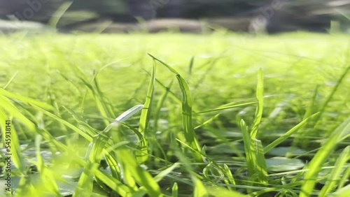Green grass closeup (ID: 545938141)