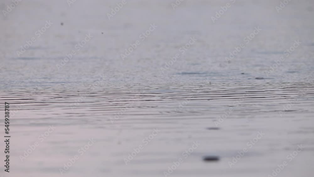 Drops of rainwater fall on the surface of the water in spring Rain as a source of fresh water. Concept of no rain, water crisis, climate change and environmental disaster Drops of rainwater fall on the surface of the water in spring Rain as a source of fresh water. Concept of no rain, water crisis, climate change and environmental disaster
