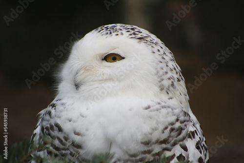 Schneeeule Auge