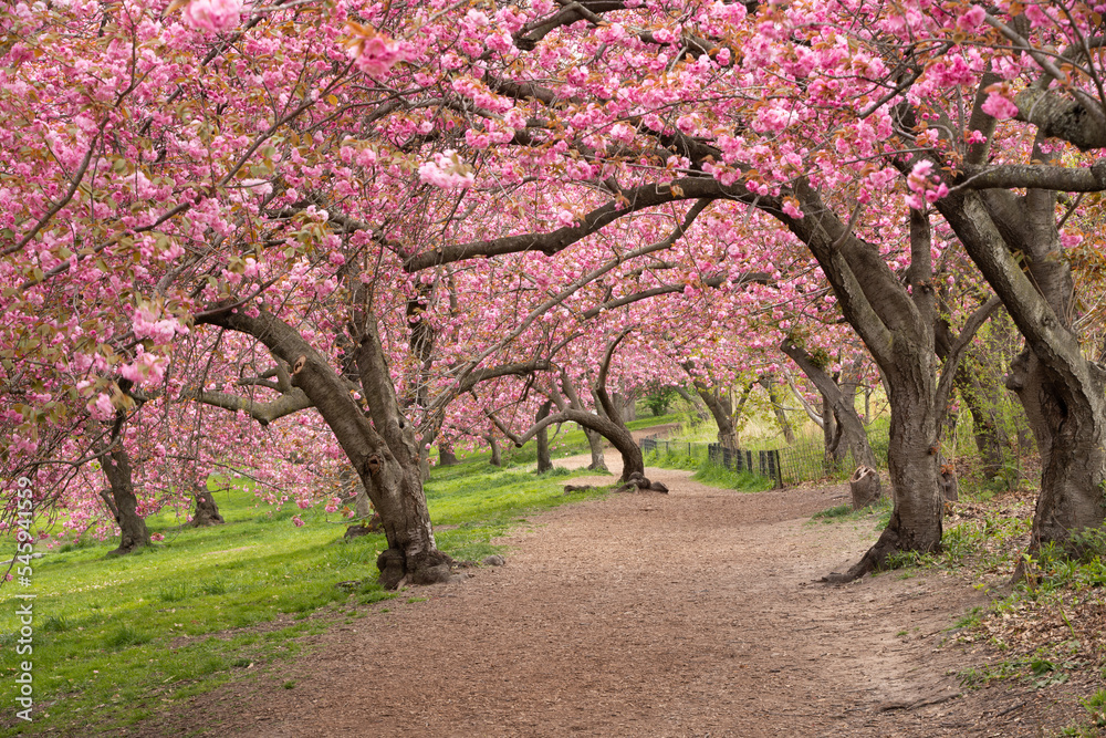 Spring in Central Park New York City. Blooming Kwanzan Cherry trees on Upper West Side of Manhattan. USA Spring in Central Park New York City. Blooming Kwanzan Cherry trees on Upper West Side of Manhattan. USA
