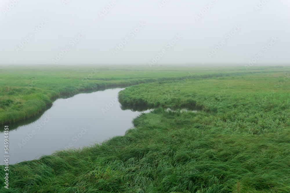 morning landscape, a vast meadow with lush grass is hidden by fog