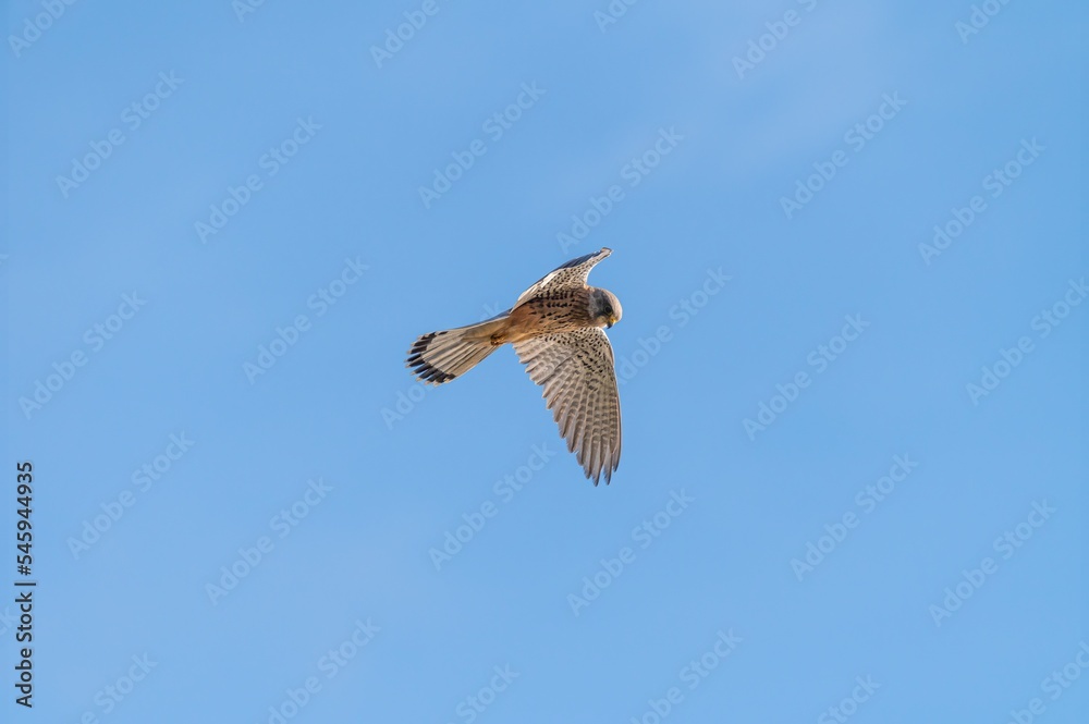 Male kestrel hovering in the clear blue sky looking down at the ground for prey