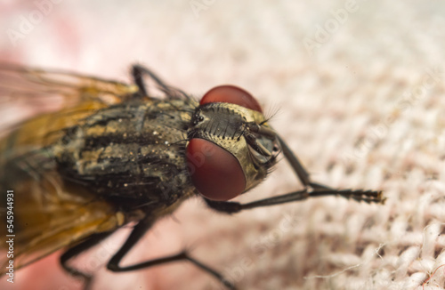 Close up image of a common house fly sitting on a piece of cloth with blurred background and selective focus
