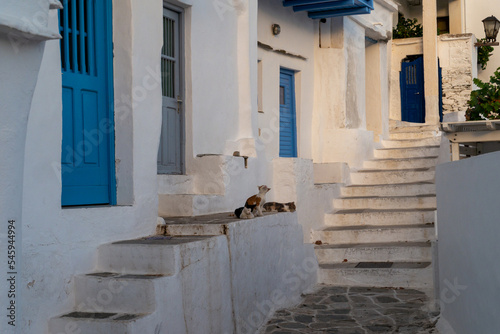 Trois Chats de plusieurs couleurs se reposent en haut d'un escalier dans un village en grèce avec des portes bleues et des murs blancs sur Sifnos - Ile des Cyclades