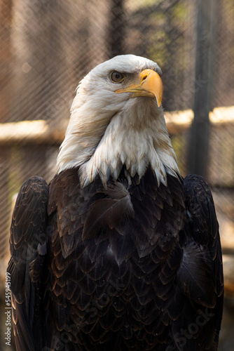 bald eagle sitting and looking away