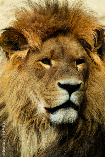 Male Lion portrait in Serengeti Africa