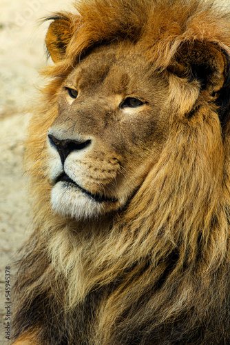 Male Lion portrait in Serengeti Africa