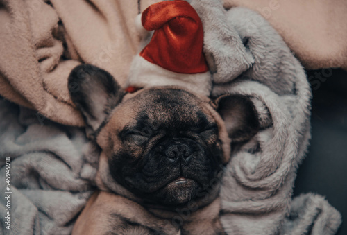 French bulldog puppy in Santa hat sleeping on sofa. © JuLady_studio