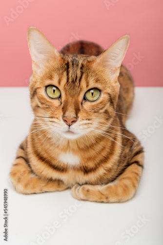 Portrait of a Bengal cat on a colored background.
