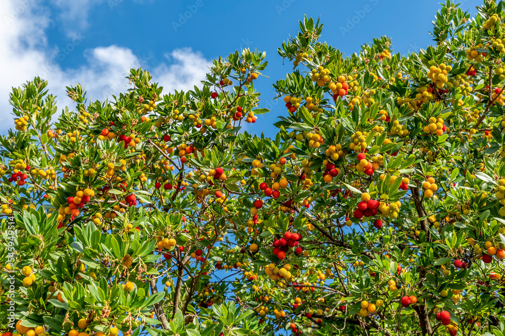 A colorful strawberry tree, with fruits in various states of ripeness, Casciana Terme, Pisa, Italy
