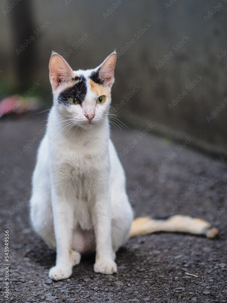 Cute Cat With Three Color at the head