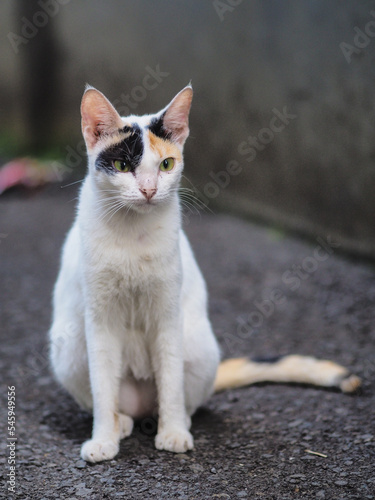 Cute Cat With Three Color at the head