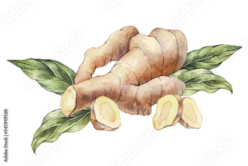 Hand Drawn Ginger vector watercolor illustration. Ginger root for Food design. Kitchen herb and spices banner.