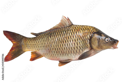 fresh river fish carp, with open mouth, on a white background, isolate, flat lay