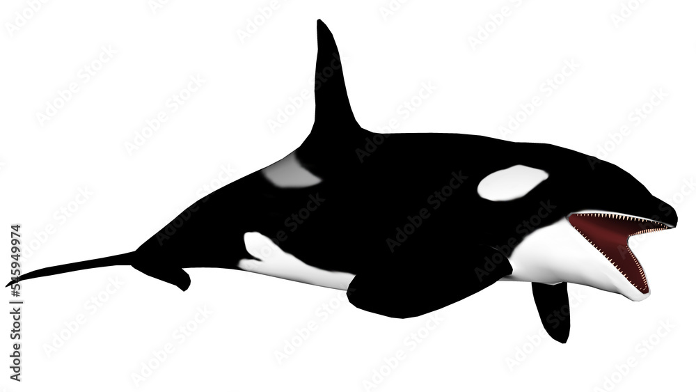 Naklejka premium Killer whale opening mouth - 3D render