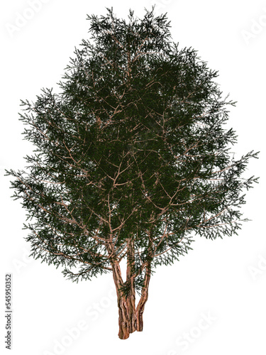 English or European yew, taxus baccata tree - 3D render photo