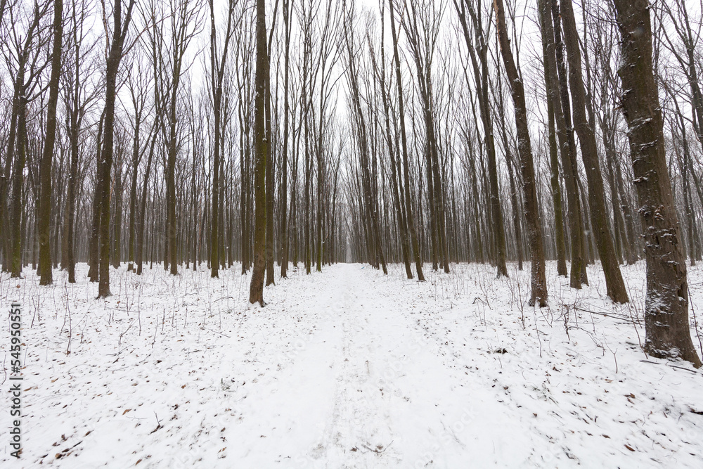 Obraz na plátně beautiful winter forest. Broad-leaved forest in the winter