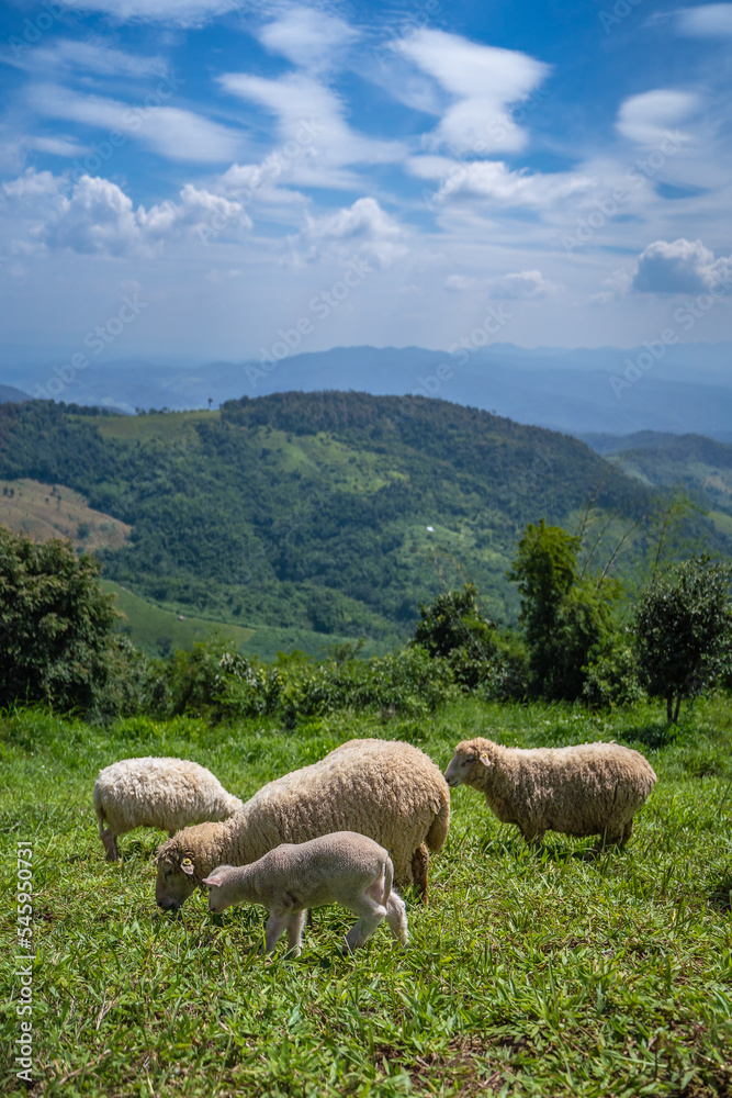 Fototapeta premium Sheeps, lambs on the mountain farm against green grass fields with blue sky and white clouds. Cheeps on the green grass