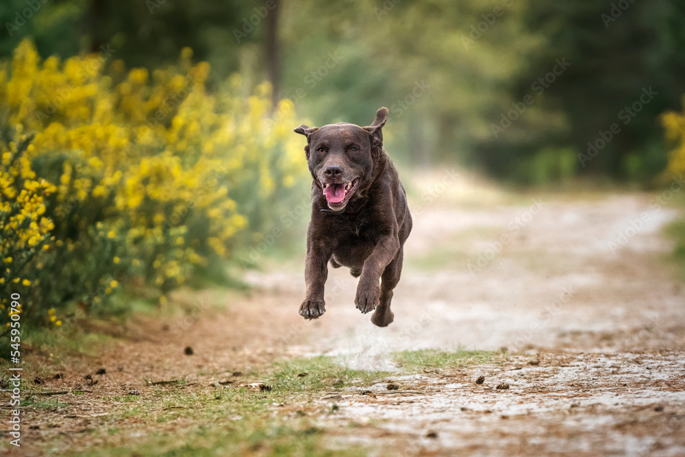Brown Labrador running in a forest with all paws off the ground and yellow bushes