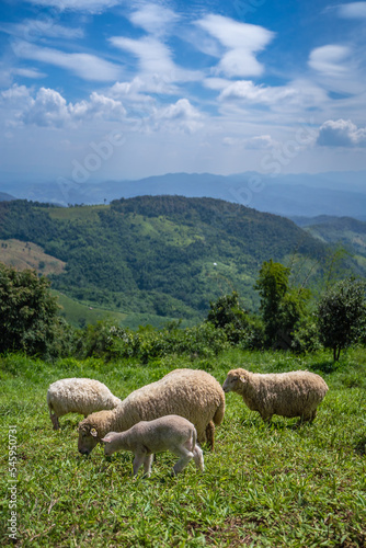 Sheeps, lambs on the mountain farm against green grass fields with blue sky and white clouds. Cheeps on the green grass