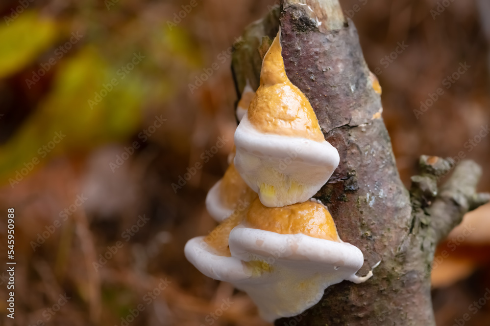 Fomitopsis pinicola is a stem decay fungus on a rotting dead tree. Its conk (fruit body) is known as the red-belted conk. Mushrooms in white and beige ressembling a fairytale dwarfs pointed hat. - obrazy, fototapety, plakaty 