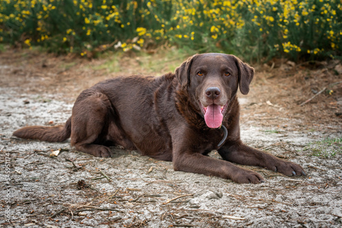 Chocolate Brown Labrador laying down with yellow bushes in a forest