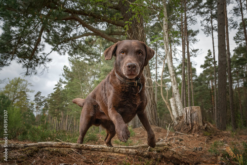 Chocolate Brown Labrador running in a forest