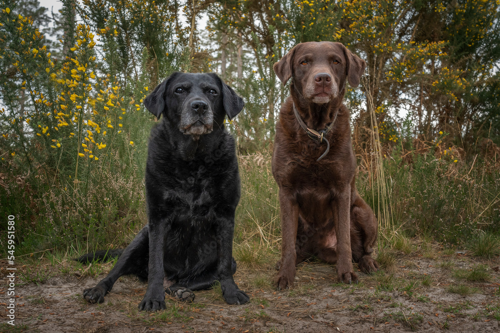 Black Labrador and a Brown Labrador sitting in the forest