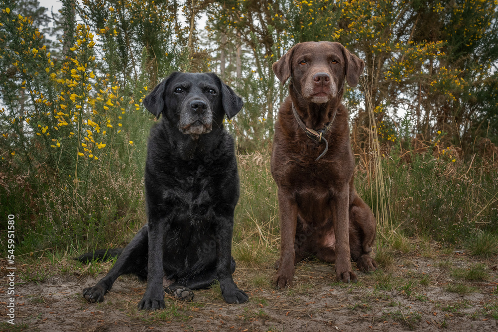Black Labrador and a Brown Labrador sitting in the forest Black Labrador and a Brown Labrador sitting in the forest