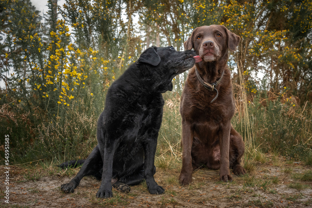 Black Labrador sitting and licking a Brown Labrador in the forest Black Labrador sitting and licking a Brown Labrador in the forest